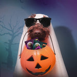 NEW! Halloween Pro Bakery Bites - Tail-O-Ween 1oz. Treat Packs (12 count bag)
